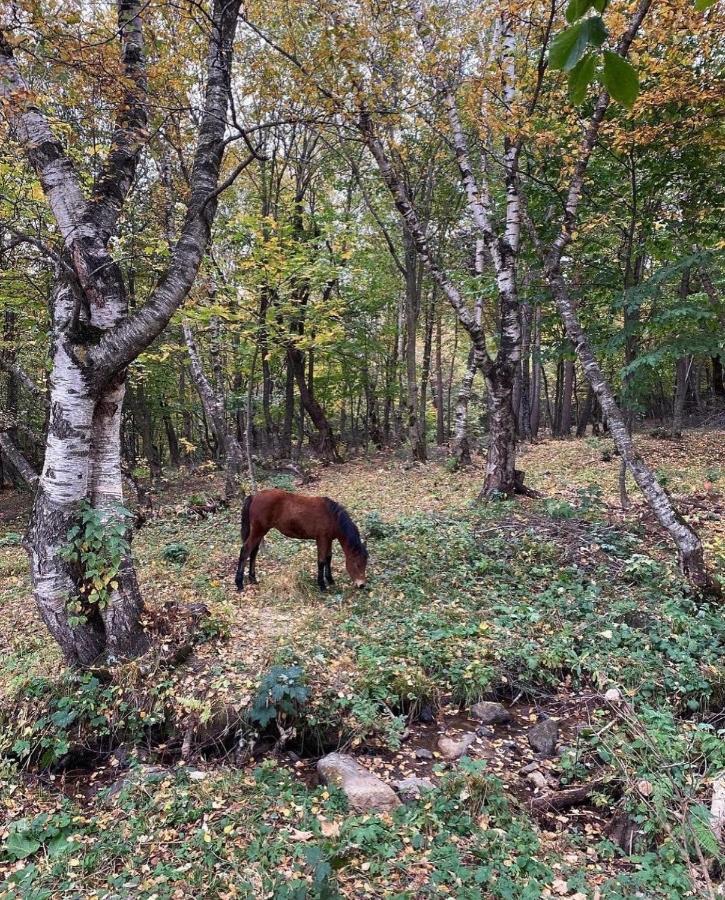 Willa Glamping Wolf Mount Margahovit Zewnętrze zdjęcie